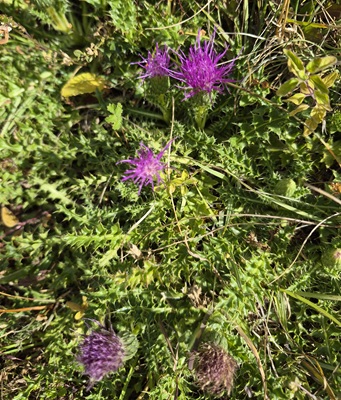 Alpine Thistle