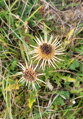 Image of Fireweed