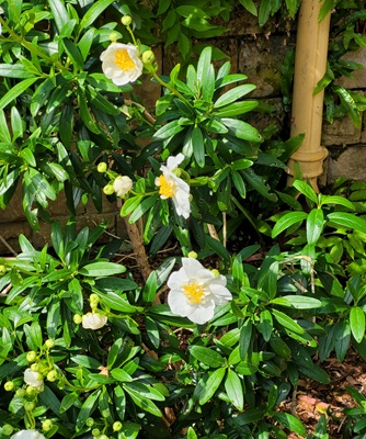 Image of Tree Anemone