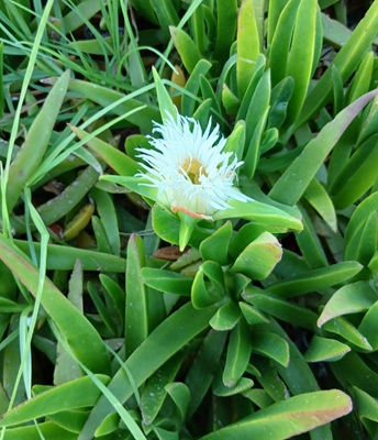 Hottentot Fig