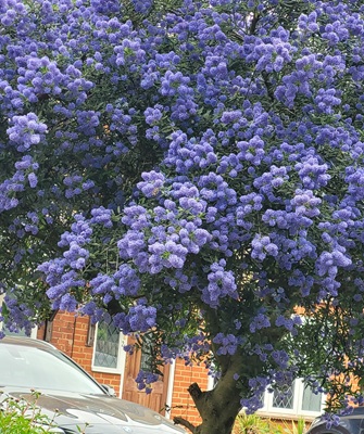 Blueblossom