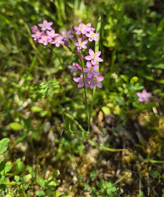 Common centaury