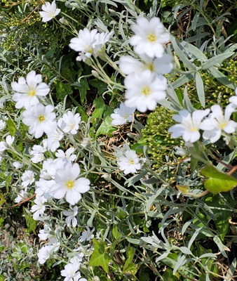 Image of Snow-in-summer