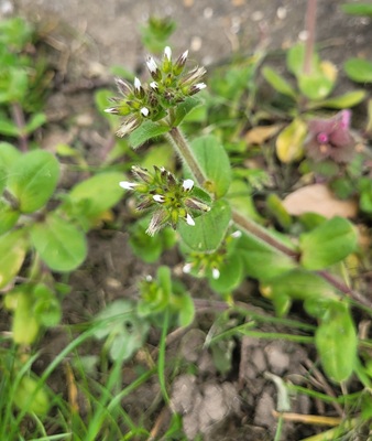 Image of Sticky Chickweed