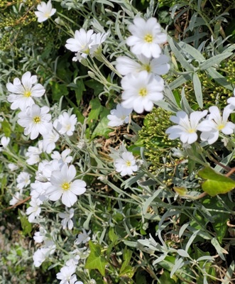 Image of Snow-in-summer