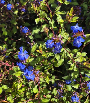 Blue Leadwood