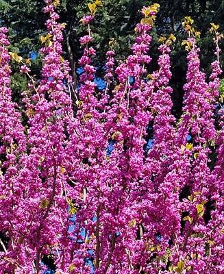 Chinese Redbud