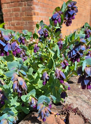 Image of Honeywort