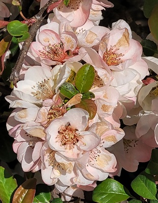 Small Image