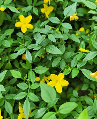 Yellow Jasmine