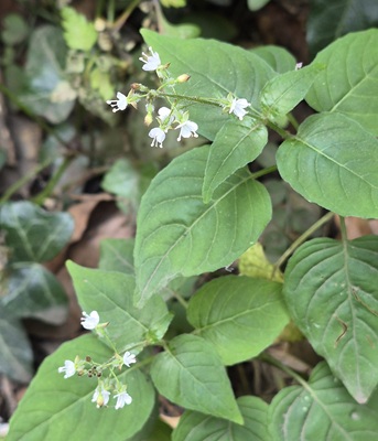 Enchanter's Nightshade