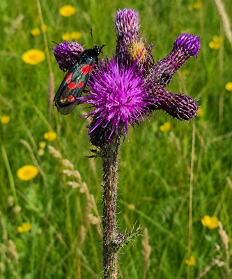 Marsh Thistle