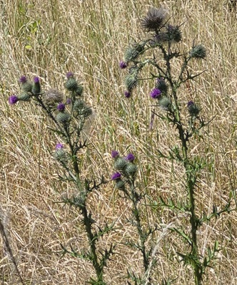 Spear Thistle