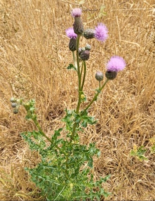 Image of Creeping Thistle