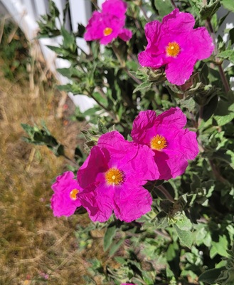 Wrinkle-leave Rock-rose
