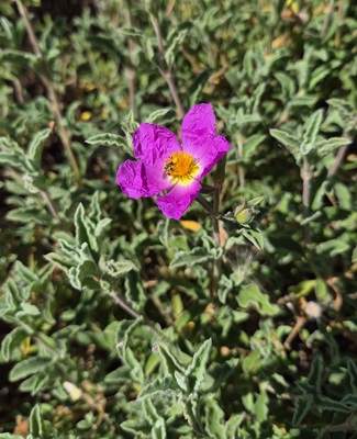 Pink Rock-rose