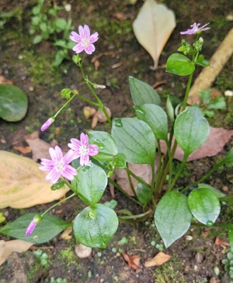 Image of Siberian Spring Beauty