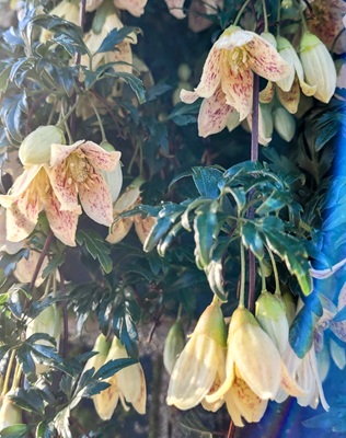 Image of Vernal Clematis