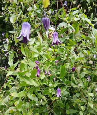 Solitary Clematis