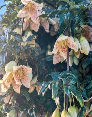 Image of Vernal Clematis
