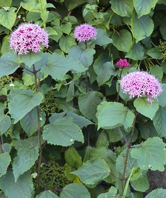 Rose Glory Bower