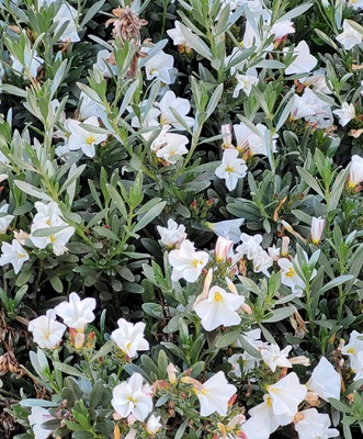 Silver Bush