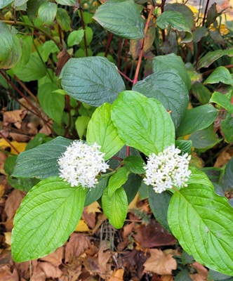 Image of Red osier dogwood