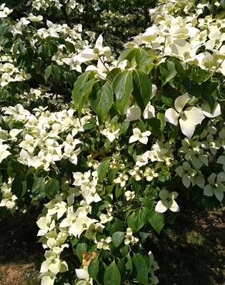 Image of Kousa Dogwood