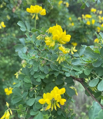 Image of Shrubby Cownvetch