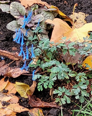 Image of Bird in a bush