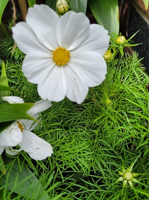Small Image