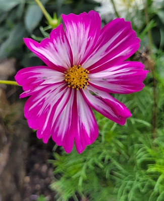 Small Image