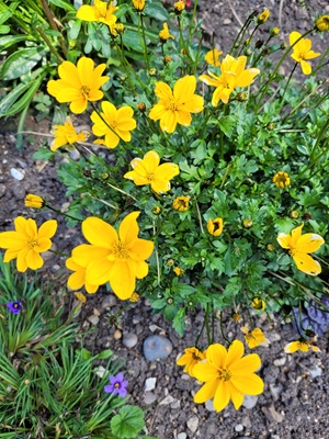 Image of Sulur Cosmos