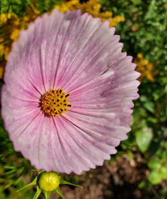 Small Image