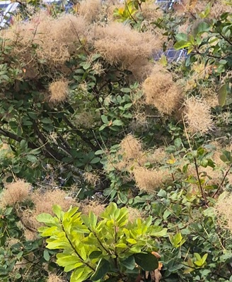 Image of Smoke Tree