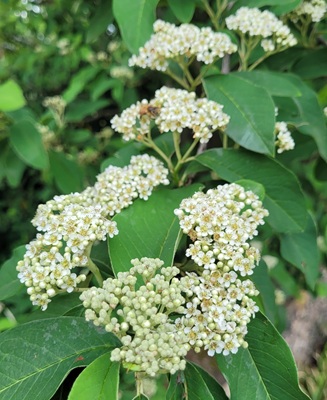 Large-leaved Cotoneaster