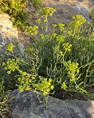Rock Samphire