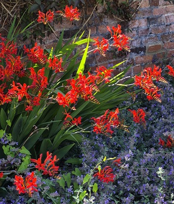 Montbretia