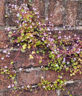 Image of Ivy-leaved Toadflax