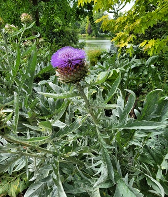 Image of Globe Artichoke