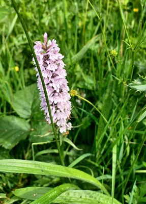 Dactylorhiza Fuchsii