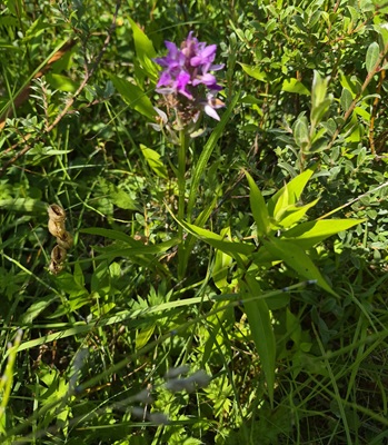 Southern Marsh Orchid