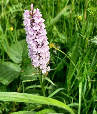 Image of Common Spotted Orchid