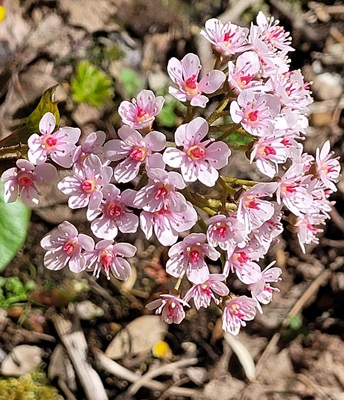 Image of Indian Rhubarb