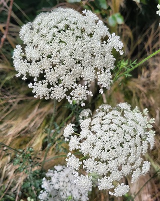 Image of Wild Carot