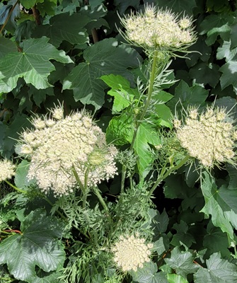 Wild Carot