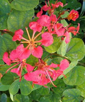 Royal Poinciana