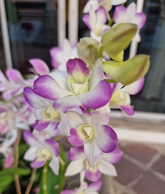 Dendrobium Noble