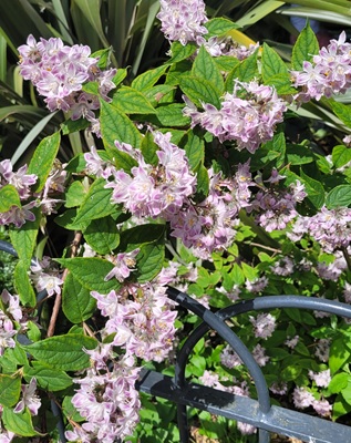 Fuzzy Deutzia