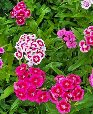 Sweet William